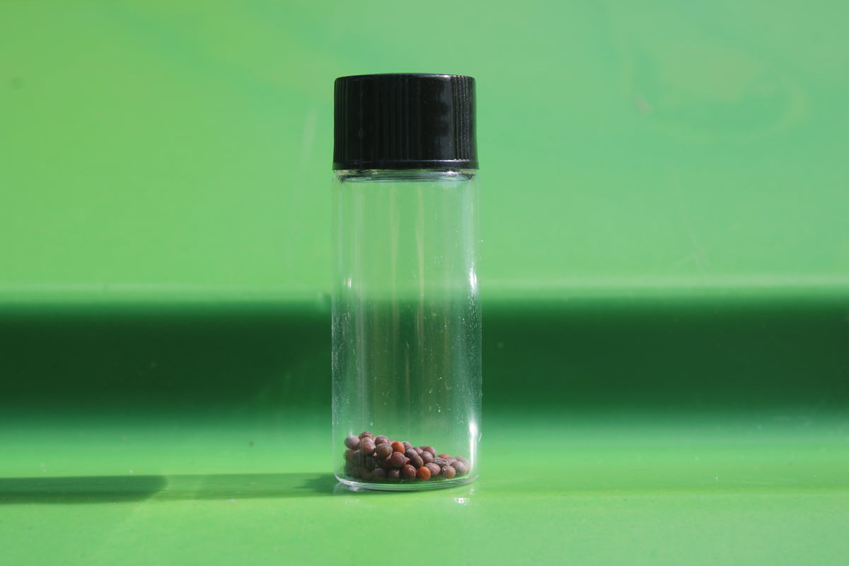 Mustard Seeds